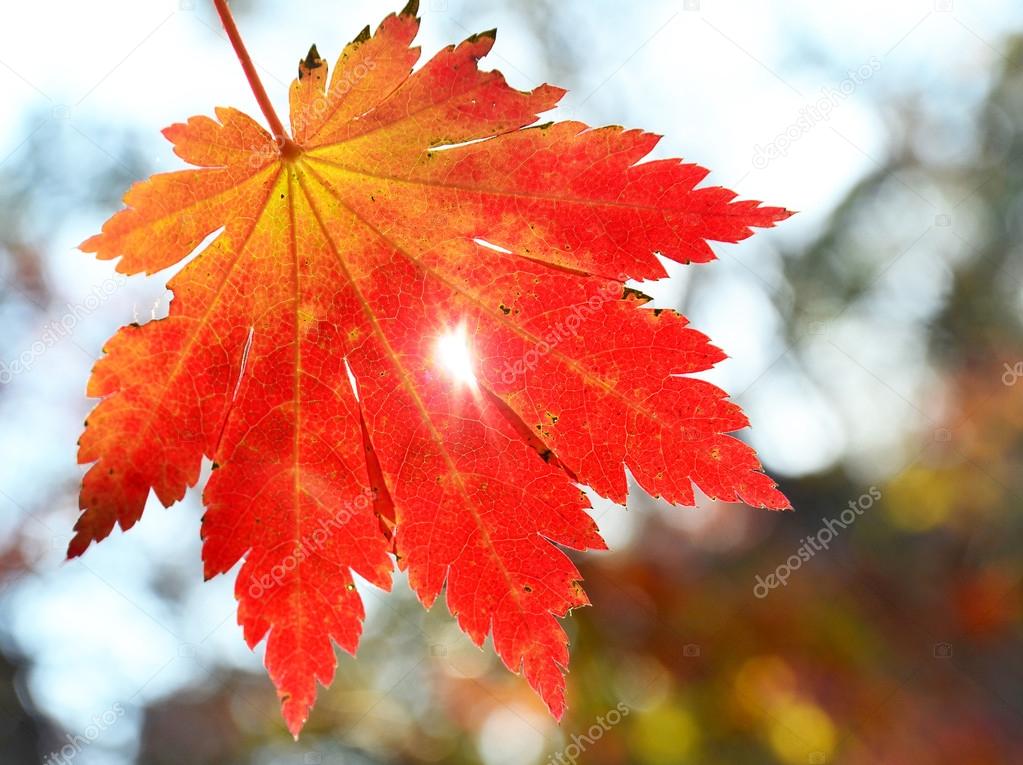 Red maple leaf, golden autumn