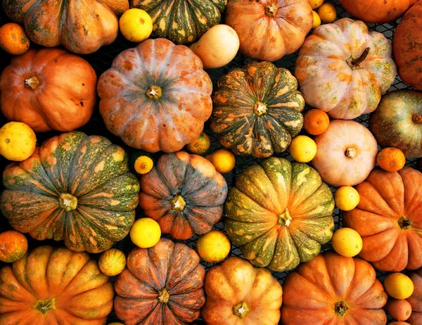 Citrouilles orange Photo De Stock