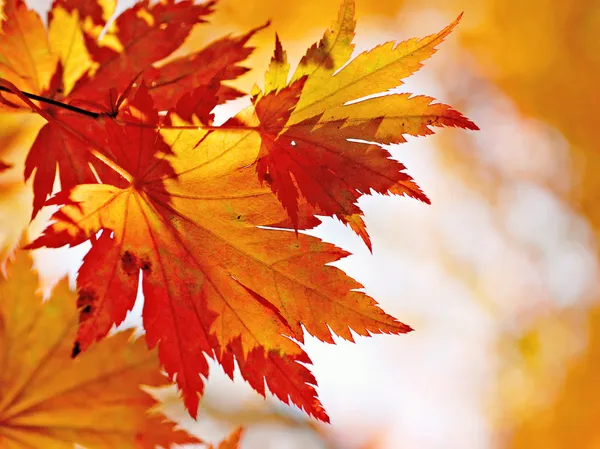 Höstens lönnlöv i suddig bakgrund Stockbild
