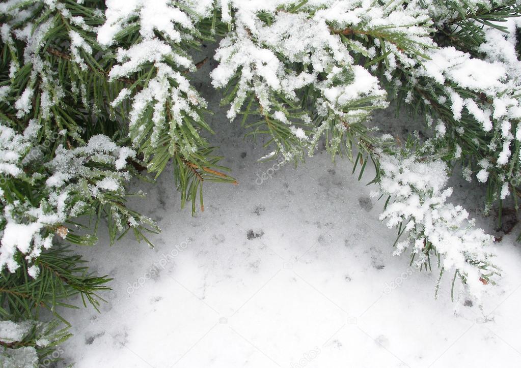 Branch of fir tree in snow