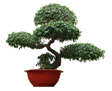 Bonsai