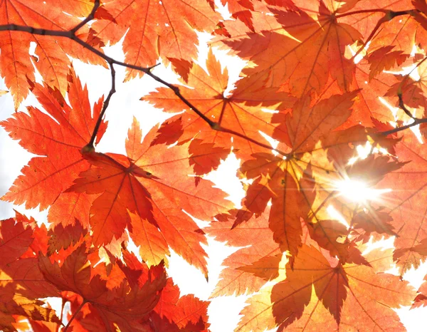 Outono, folhas de bordo — Fotografia de Stock