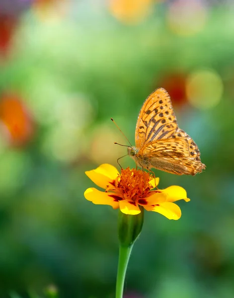 Butterfly on flower, summer scene — Stock Photo, Image
