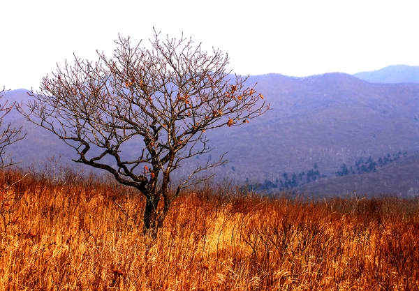 Autunno, albero sul prato dorato — Foto Stock