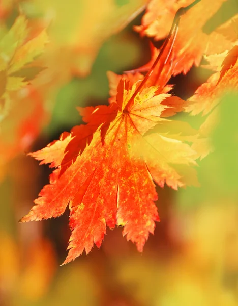 黄金の秋、紅いモミジ — ストック写真