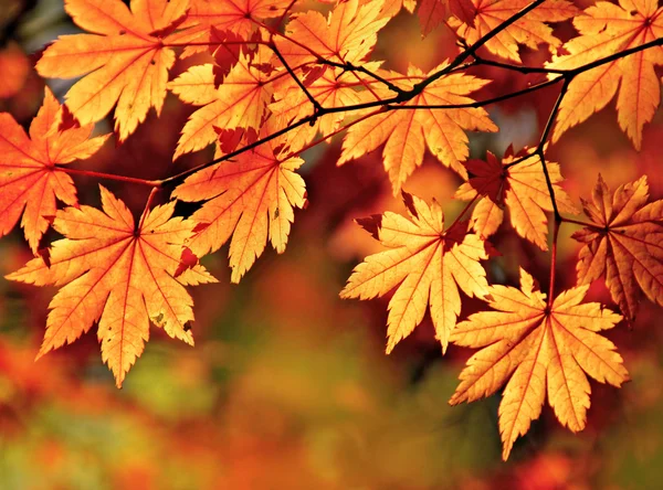 Golden autumn, red maple — Stock Photo, Image