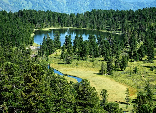 Tabiat manzarası, orman göl karacol, Altay, Rusya Federasyonu