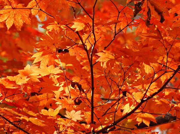 Golden autumn, red maple — Stock Photo, Image