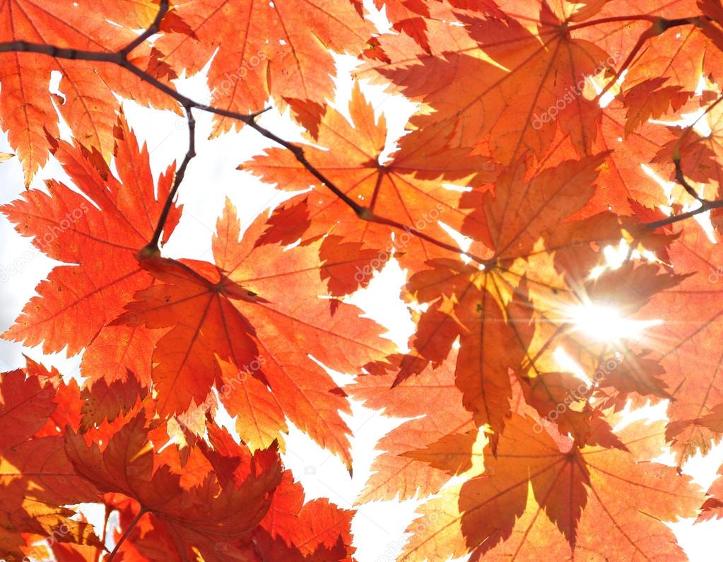 Autumn, maple leaves