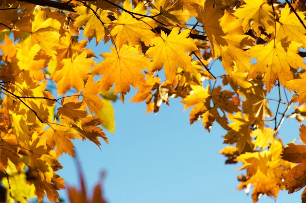 Yellow maples — Stock Photo, Image