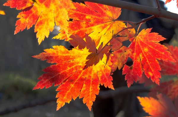 Осенние клёны — стоковое фото