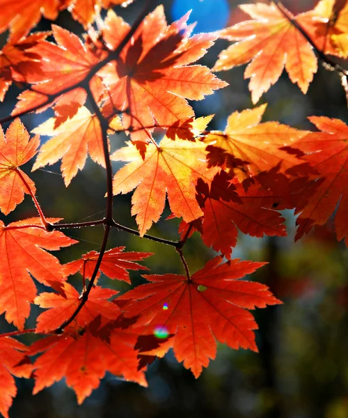 Autumnal ornament — Stock Photo, Image