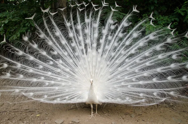 Peacock — Stock Photo, Image