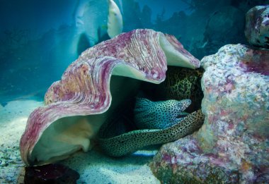 Moray altında kabuk, su altında yaşam