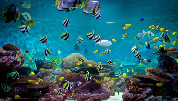 Peixes e corais, vida subaquática — Fotografia de Stock