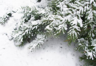 grubunu köknar 3 Şubesi