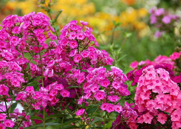 Flores phlox, prado de verão — Fotografia de Stock