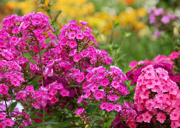 Fleurs phlox, prairie d'été — Photo