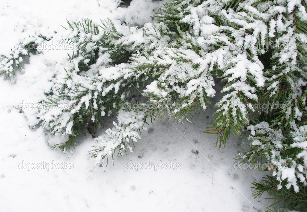 Snowbound branch of fir 3