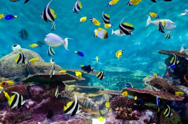 Fishes and coral, underwater life clipart