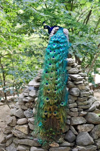 Peacock — Stock Photo, Image