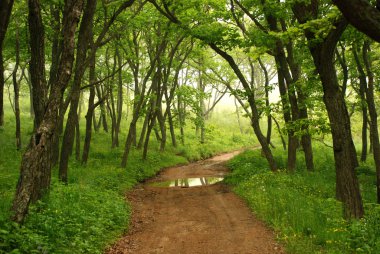 Orman mistik yolu, primorye, Rusya Federasyonu