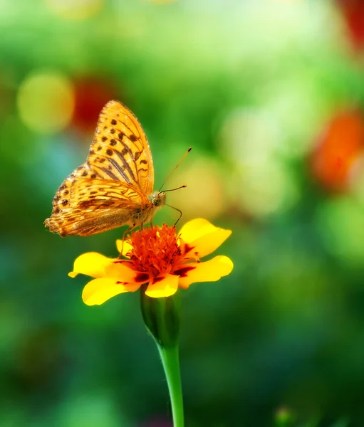 Butterfly - monarch — Stock Photo, Image