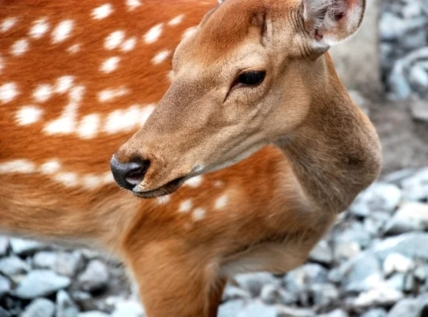 银辉的鹿 — 图库照片