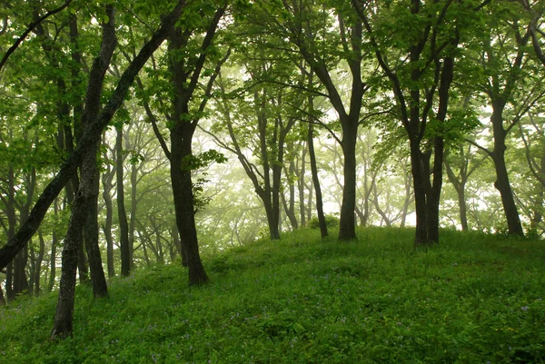 Bosque matinal — Foto de Stock