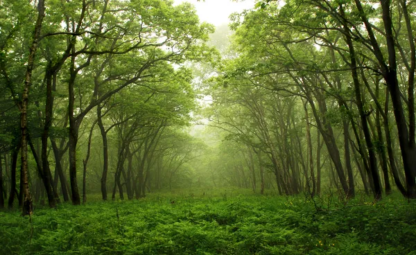 Camino místico del bosque, Primorye, Rusia —  Fotos de Stock