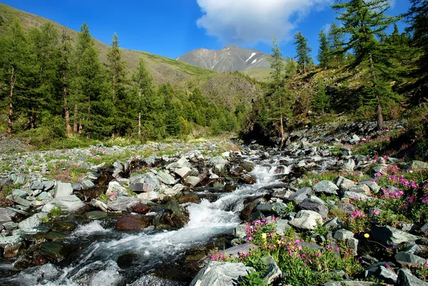 Hegyi folyó Katun, Altáj, Oroszország — Stock Fotó