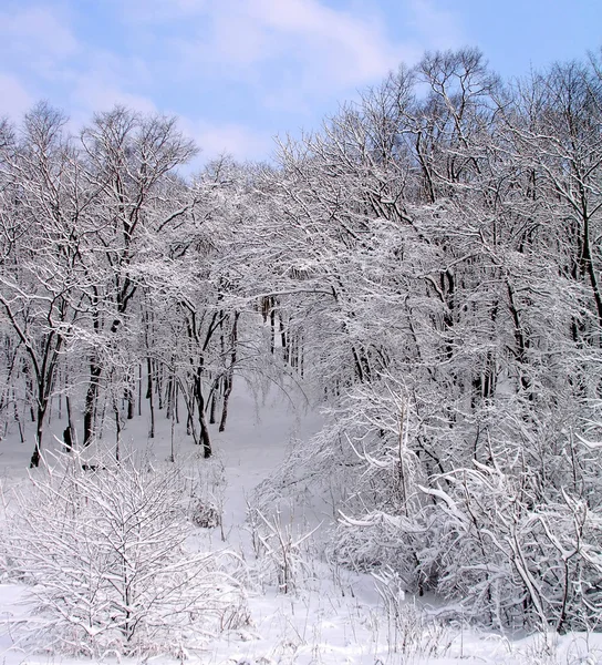 Winter fairy tale — Stockfoto