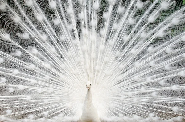 Weißer Pfau — Stockfoto