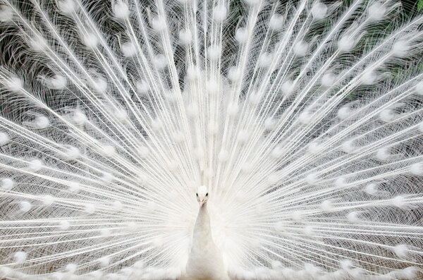 White peacock