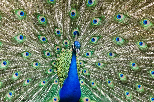 Peacock met veren uit — Stockfoto