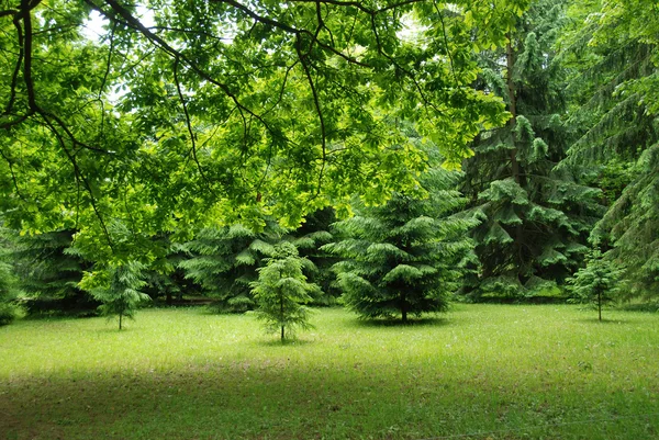 Зеленый лес и весенний луг — стоковое фото