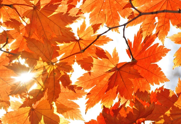 Осень, кленовые листья — стоковое фото