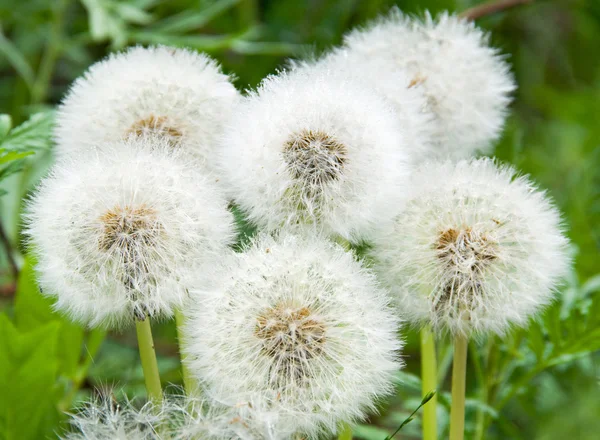 Dandelions — Stock Photo, Image