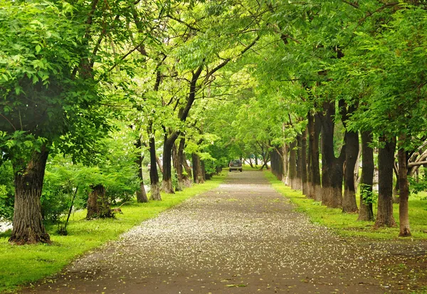 Park yolu