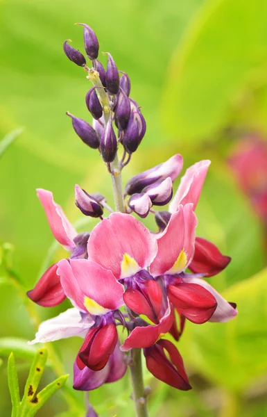 Hermosa flor —  Fotos de Stock