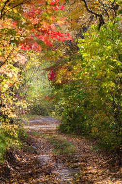 sonbahar alley, renkli sonbahar, kırmızı maples ile park yolu