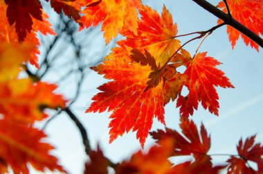 Sonbahar yaprakları, kırmızı akçaağaç yaprakları mavi gökyüzü karşı