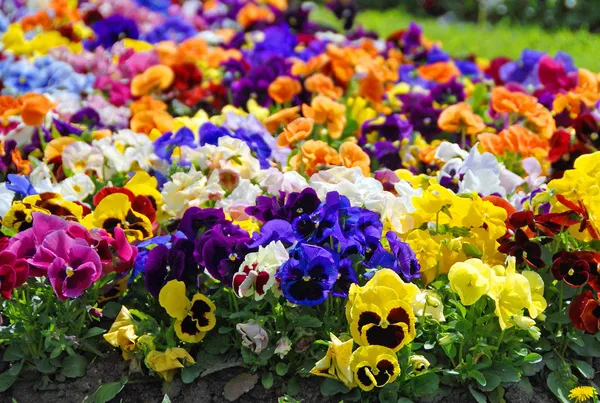 Heartsease, 꽃 정원-근접 — 스톡 사진