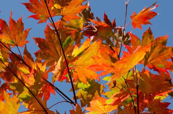 Осенние листья, красные и желтые кленовые листья — стоковое фото