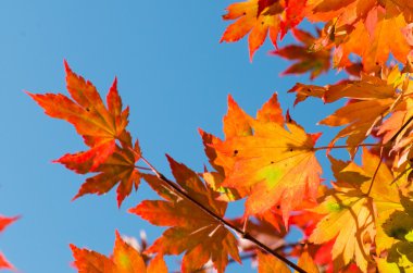 Sonbahar yaprakları, kırmızı ve sarı akçaağaç yaprakları