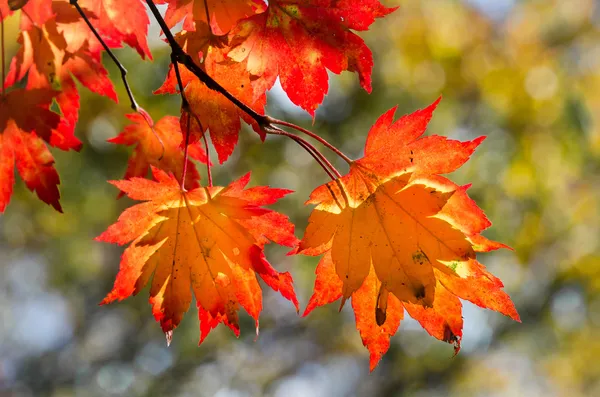 Φύλλα του φθινοπώρου, σφενδάμι κόκκινο και κίτρινο φύλλωμα — Φωτογραφία Αρχείου