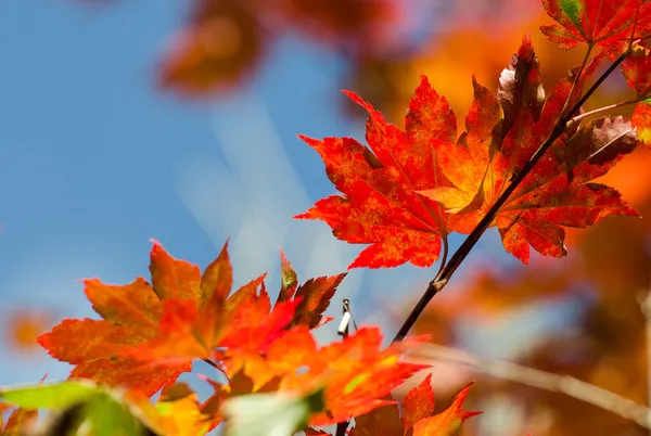 Осенние листья, красные и желтые кленовые листья — стоковое фото