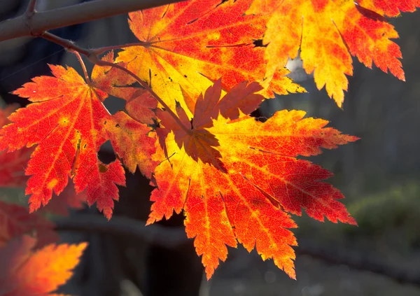 Autumnal maples — Stock Photo, Image