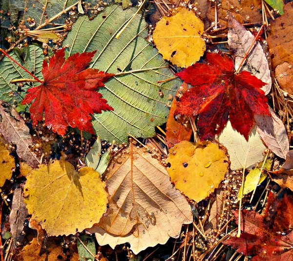 Herbstfarbene Blätter, Ahornblätterstreu — Stockfoto