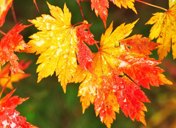Осенние кленовые листья на размытом фоне — стоковое фото